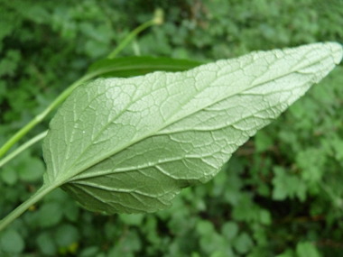 Face inférieure de la feuille. Agrandir dans une nouvelle fenêtre (ou onglet)